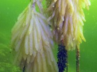 Loligo vulgaris 4, Gewone pijlinktvis, Saxifraga-Tom Heijnen